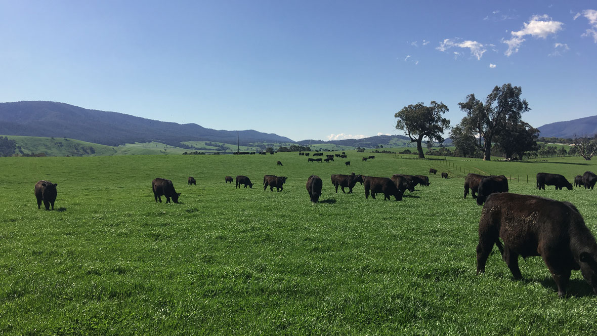 Angus Steers in NE Vic